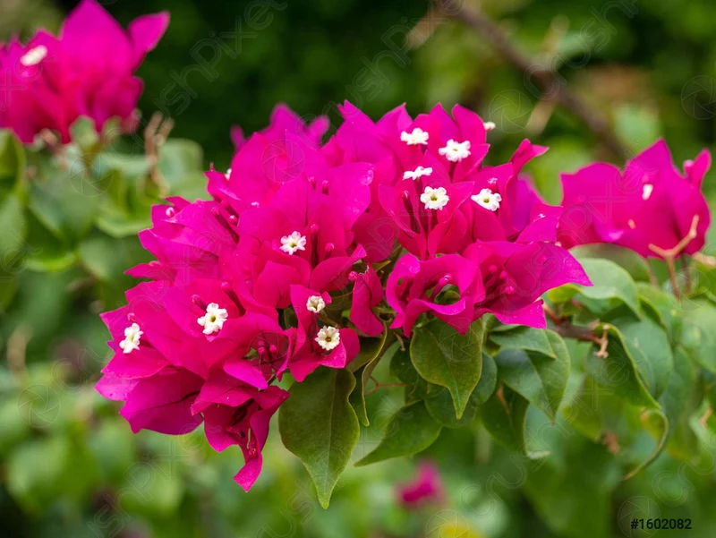 Fresh Bougainvillea Flower Seeds for Planting - Vibrant Pink Blooms