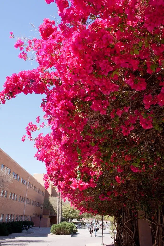 Fresh Bougainvillea Flower Seeds for Planting - Vibrant Pink Blooms