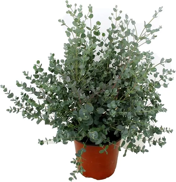Eucalyptus Gunnii Seeds - Perennial Silver Dollar Tree, Great for Bonsai & Landscaping, Evergreen Ornamental for House & Garden - 20 Pcs