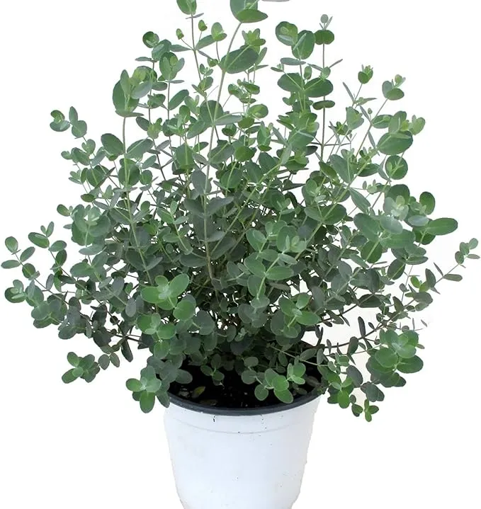 Eucalyptus Gunnii Seeds - Perennial Silver Dollar Tree, Great for Bonsai & Landscaping, Evergreen Ornamental for House & Garden - 20 Pcs