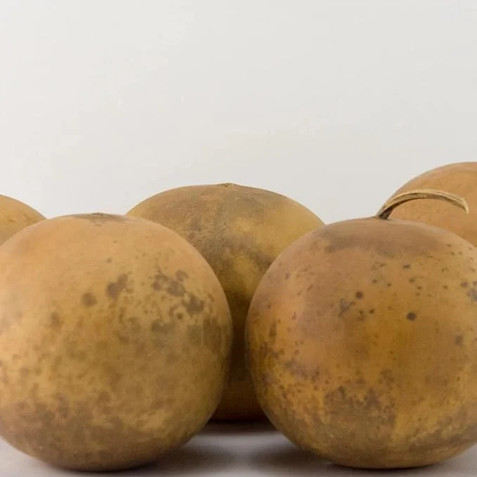 Cannonball Gourd Seeds Decorative And Edible Outdoor Trellis