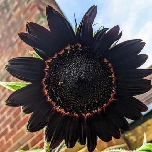 Fresh Deep Black Sunflower Seeds for Garden Planting