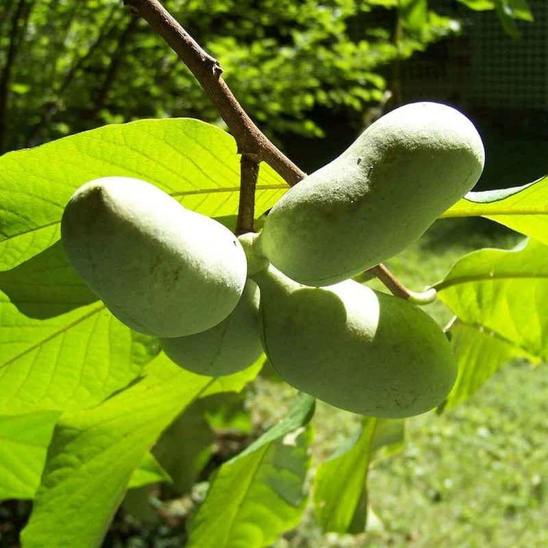 Asimina Triloba Pawpaw Seeds | Low Maintenance Edible Fruit Tree | Fragrant, Showy, Wet Soil Tolerant