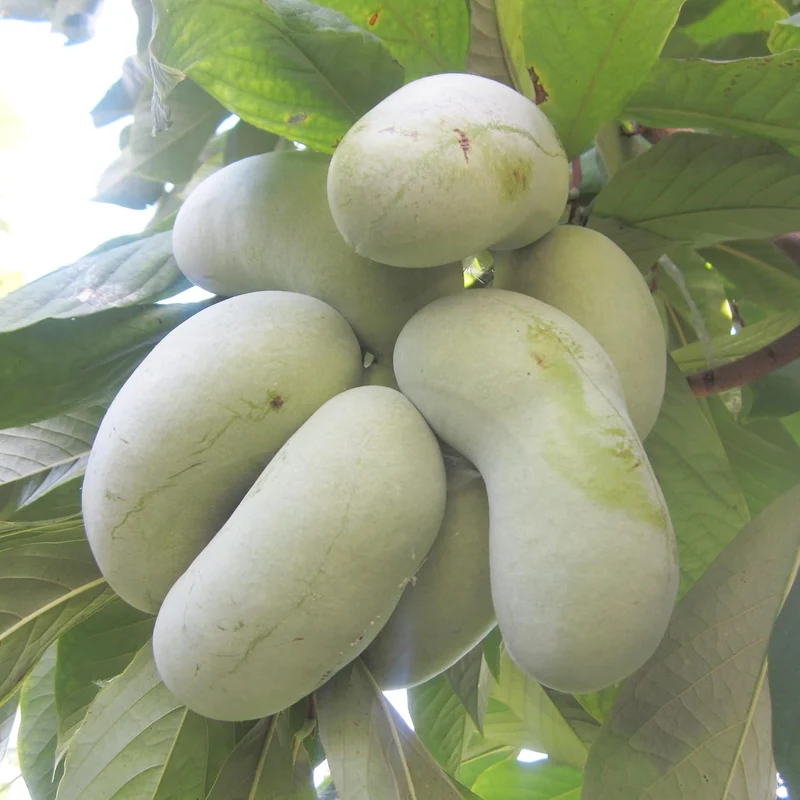 Asimina Triloba Pawpaw Seeds | Low Maintenance Edible Fruit Tree | Fragrant, Showy, Wet Soil Tolerant