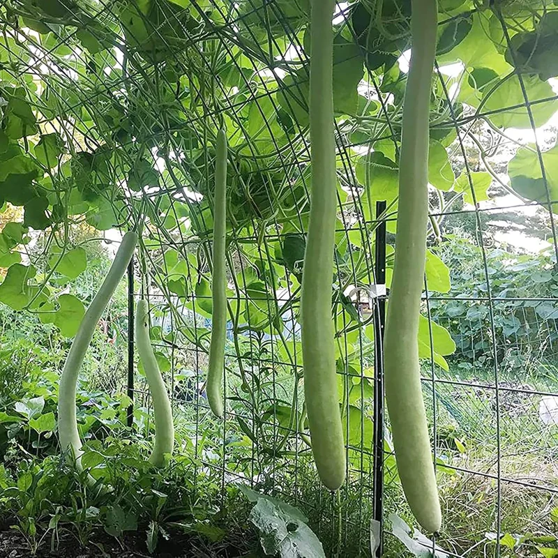 Cucuzzi Gourd Seeds, Italian Edible Gourd, Annual, Self Pollinating Vegetable Garden Seeds