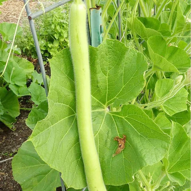 Cucuzzi Gourd Seeds, Italian Edible Gourd, Annual, Self Pollinating Vegetable Garden Seeds