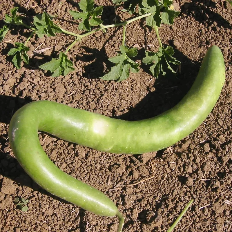 Cucuzzi Gourd Seeds, Italian Edible Gourd, Annual, Self Pollinating Vegetable Garden Seeds