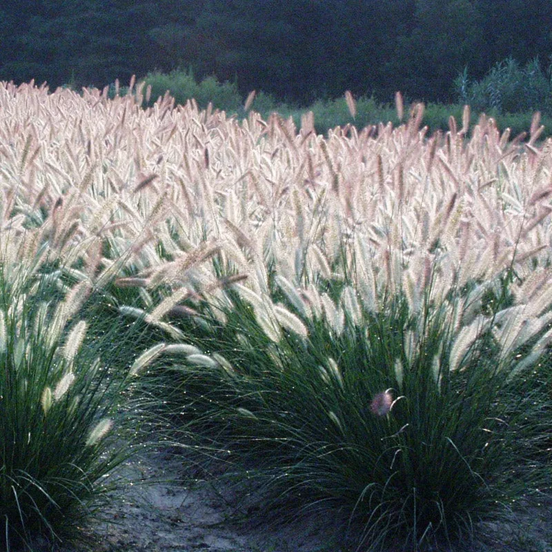 White Fountain Grass Pennisetum Villosum Ornamental Flower Seeds