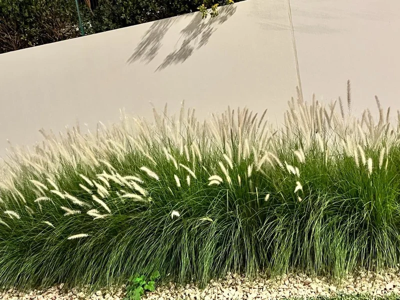 White Fountain Grass Pennisetum Villosum Ornamental Flower Seeds