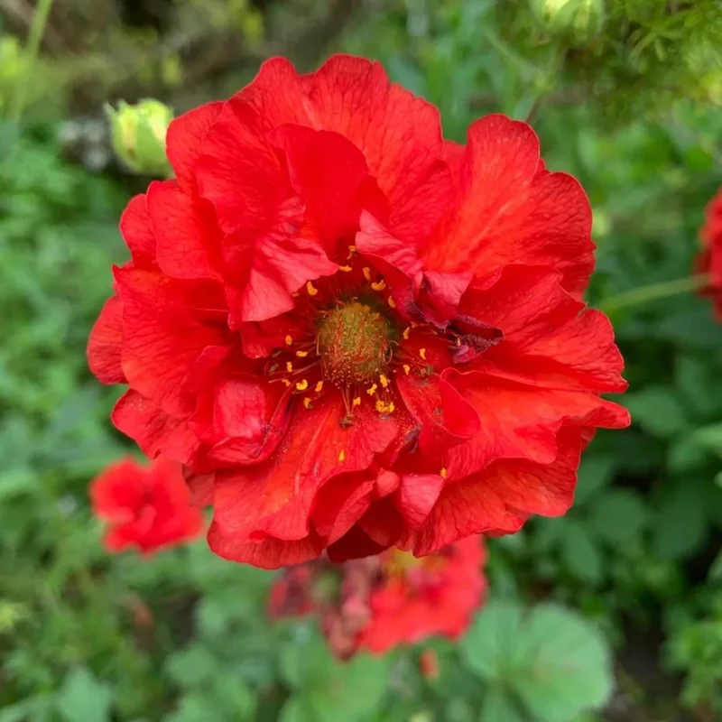 Double Bloody Mary Geum Seeds – Vibrant Blooms for Garden Planting, Deer Resistant