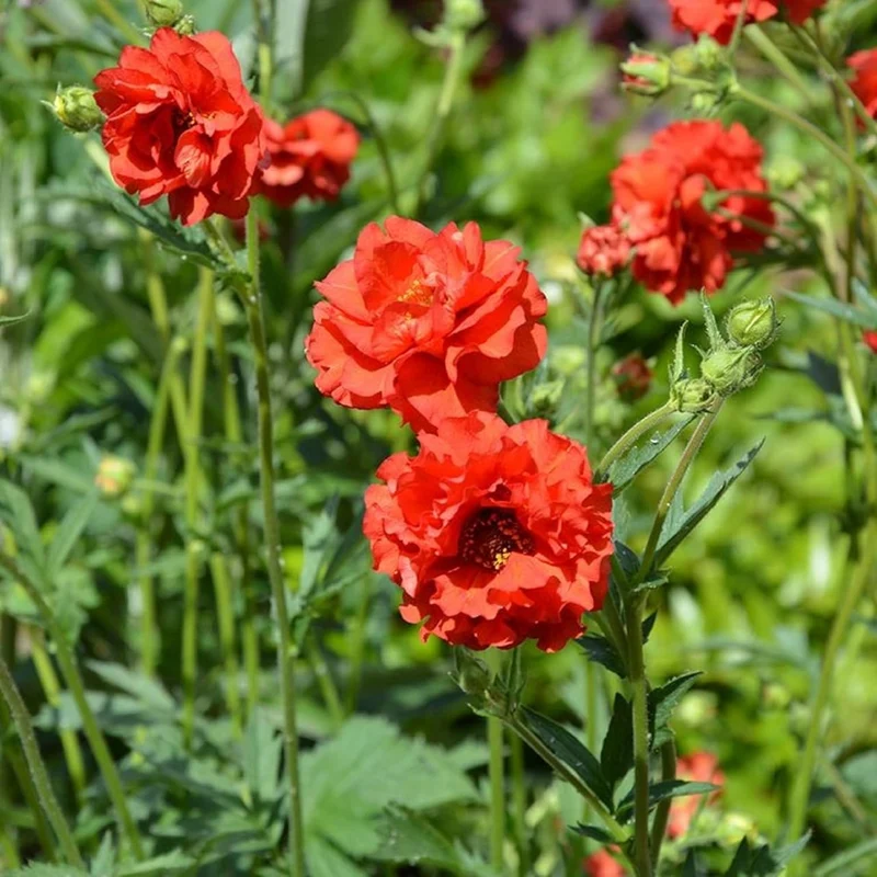 Double Bloody Mary Geum Seeds – Vibrant Blooms for Garden Planting, Deer Resistant