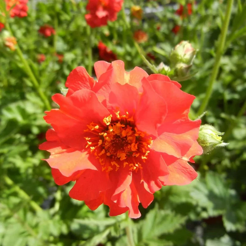 Double Bloody Mary Geum Seeds – Vibrant Blooms for Garden Planting, Deer Resistant