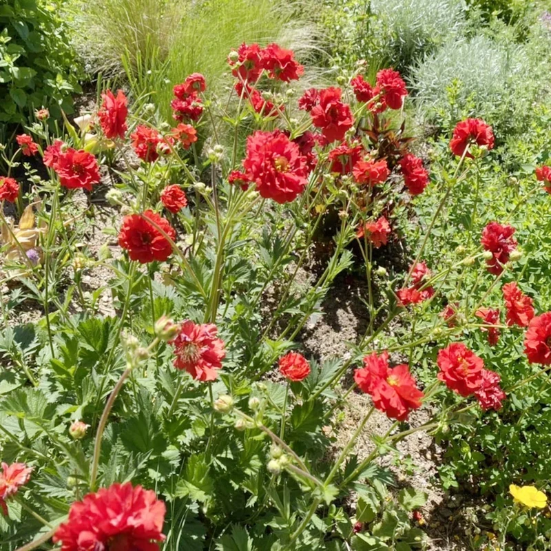 Double Bloody Mary Geum Seeds – Vibrant Blooms for Garden Planting, Deer Resistant