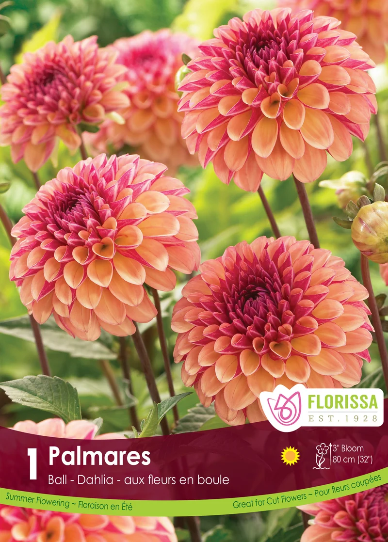 Dahlia Ball ‘Palmares’ ( Dahlia )