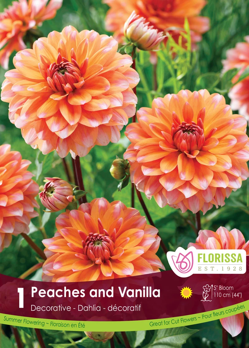 Dahlia décoratif ‘Peaches and Vanilla’ ( Dahlia ‘Peach and Vanilla’)