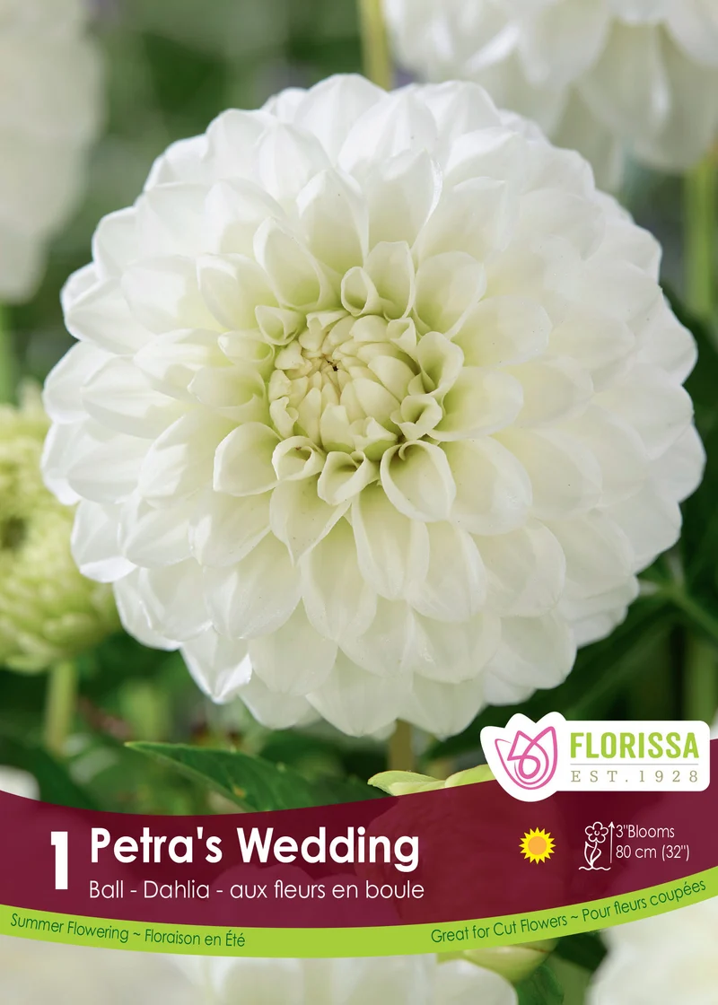 Dahlia Ball ‘Petra’s Wedding’ ( Dahlia )