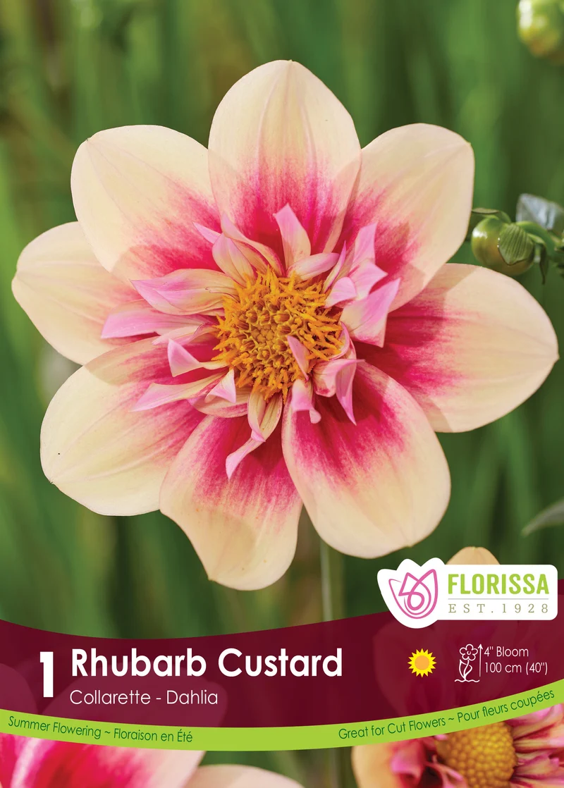 Dahlia à collerette ‘Rhubarb Custard’ ( Dahlia ‘Rhubarb and Custard’)