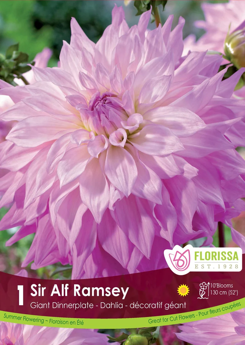 Dahlia ‘Sir Alf Ramsey’ ( Dahlia )
