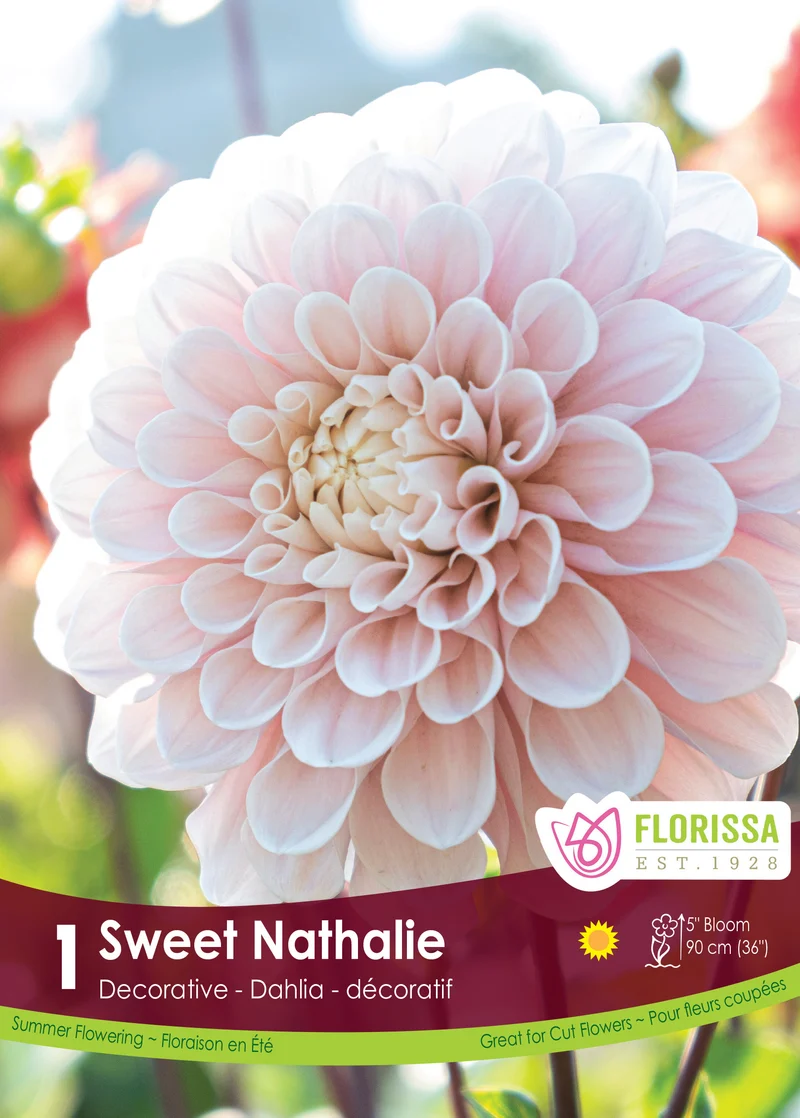 Dahlia ‘Sweet Nathalie’ ( Dahlia )