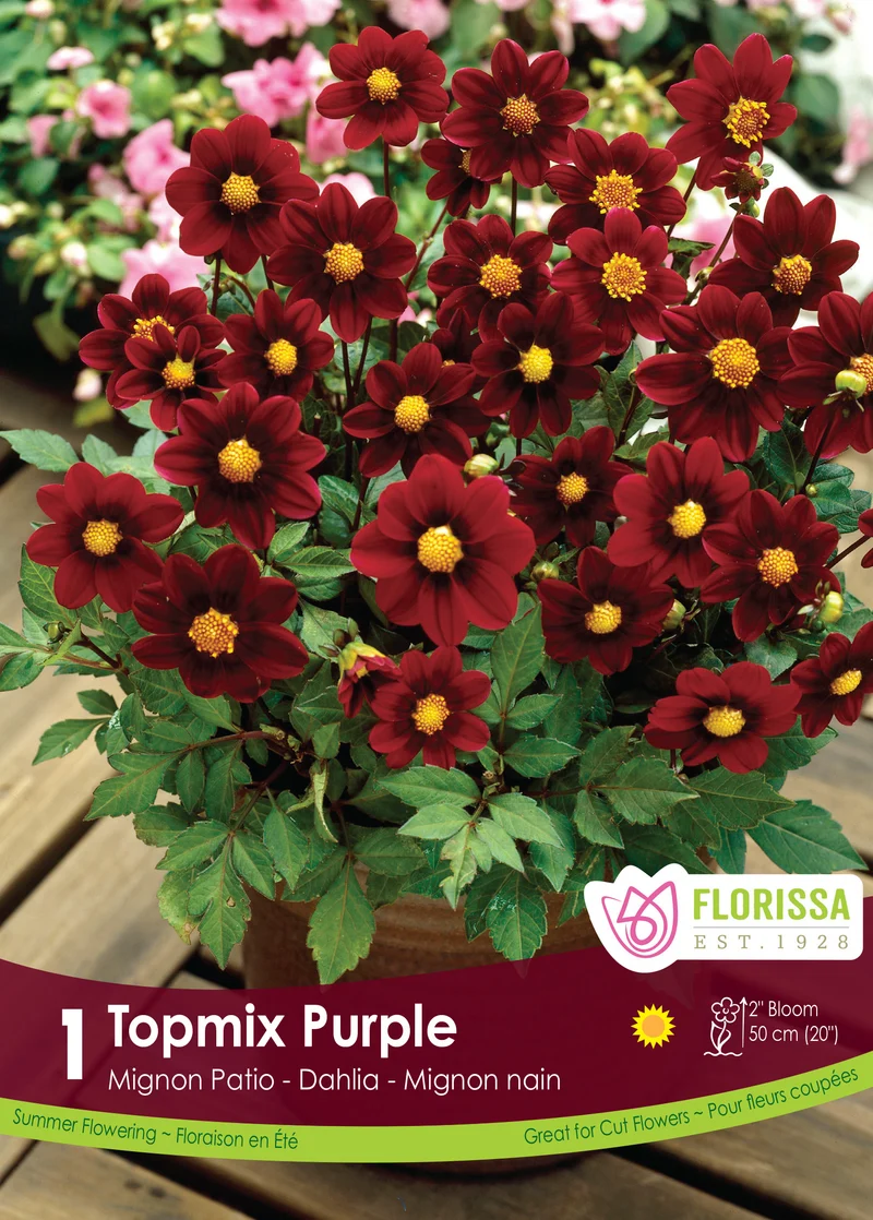 Dahlia ‘Topmix Purple’ ( Dahlia )