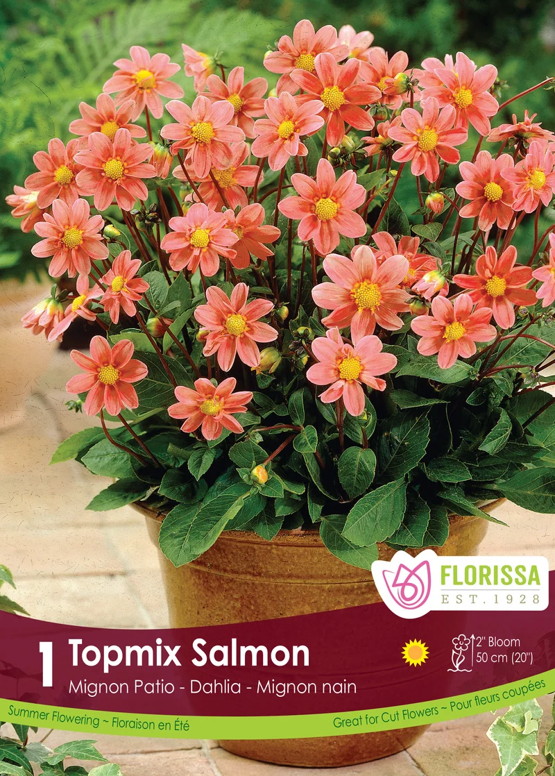 Dahlia ‘Topmix Salmon’ ( Dahlia )