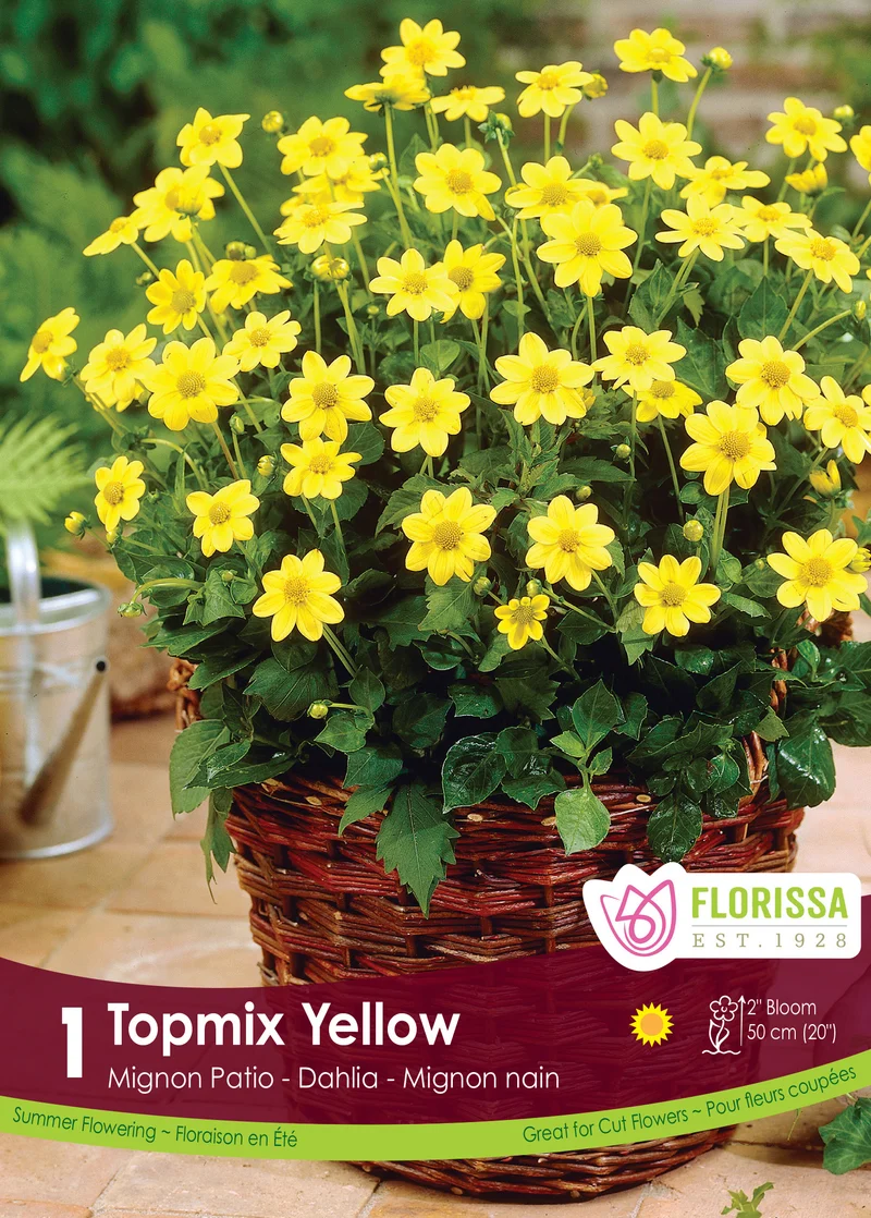 Dahlia ‘Topmix Yellow’ ( Dahlia )