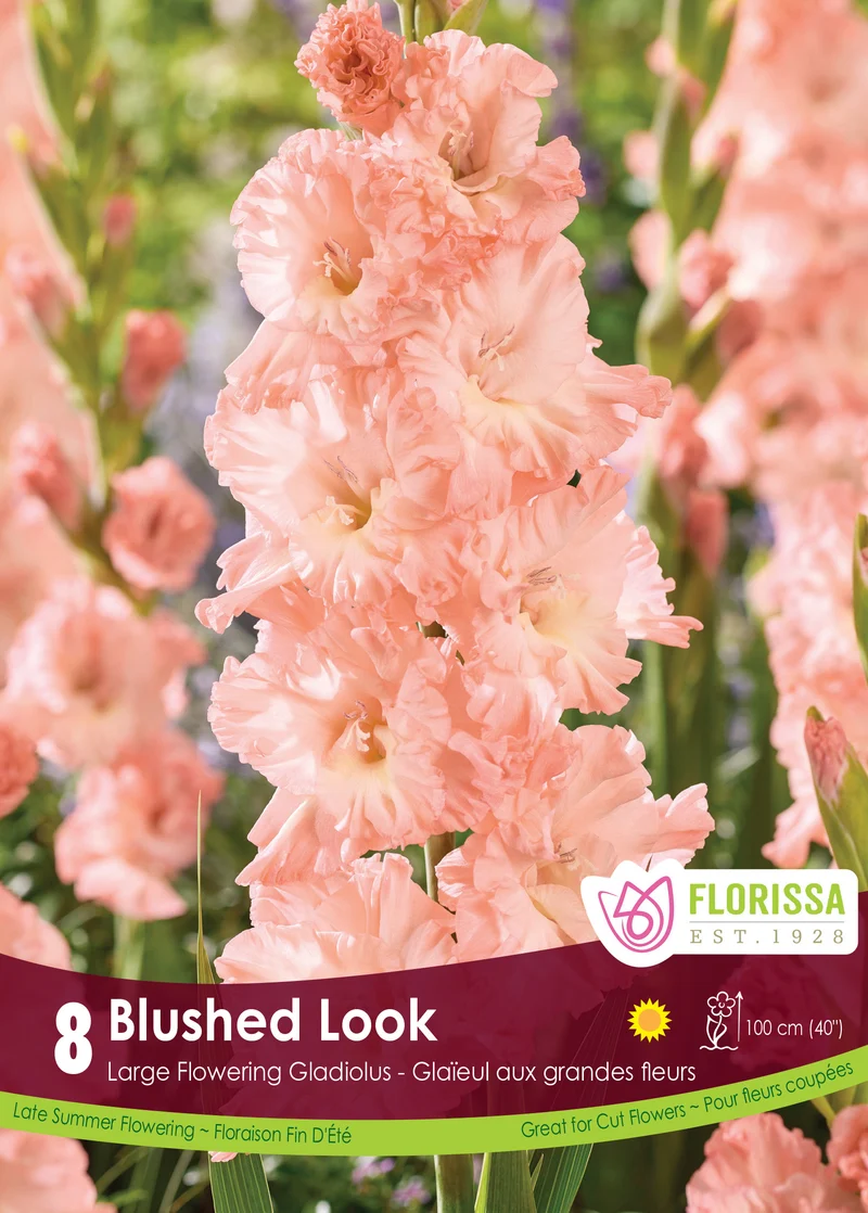 Glaïeul ‘Blushed Look’ ( Gladiolus × hortulanus )