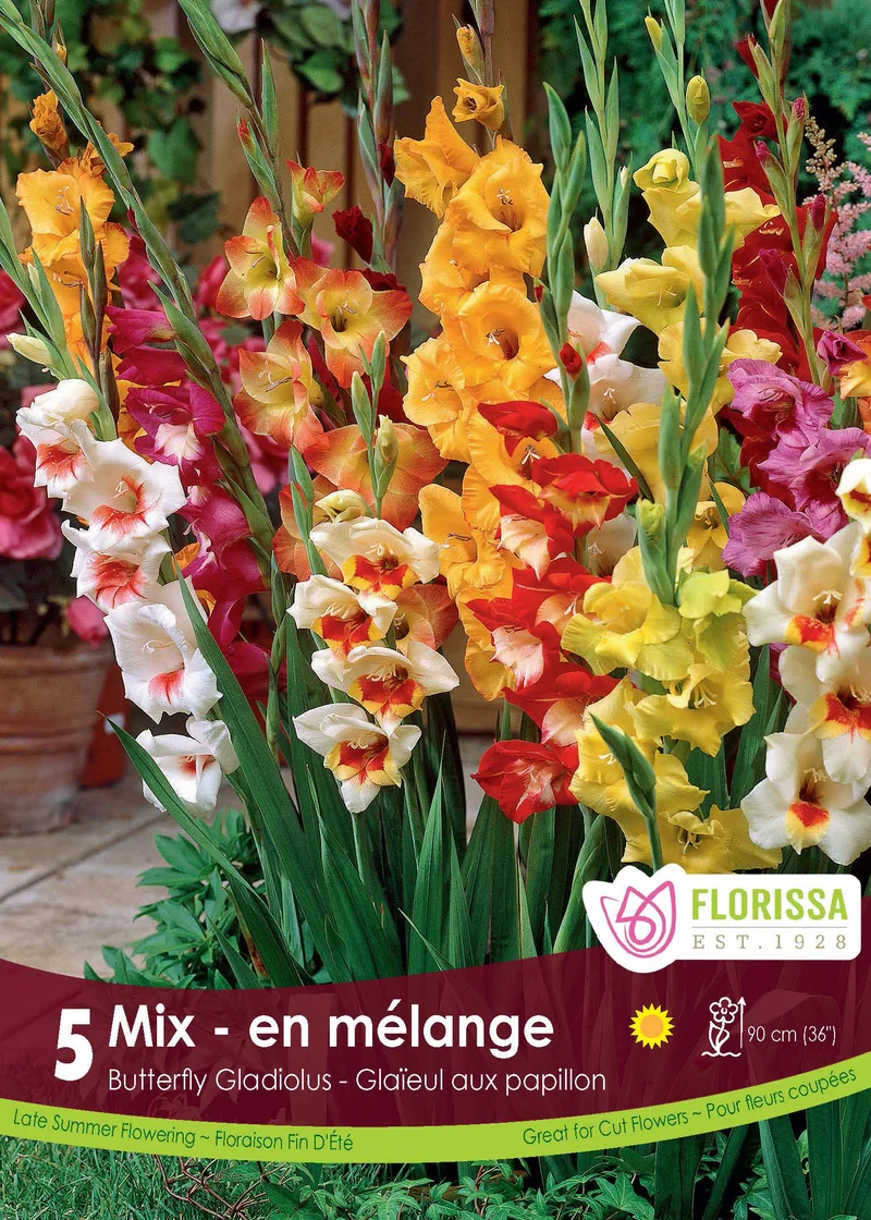 Glaïeul ‘Butterfly Mixed’ ( Gladiolus × hortulanus Butterfly Group)