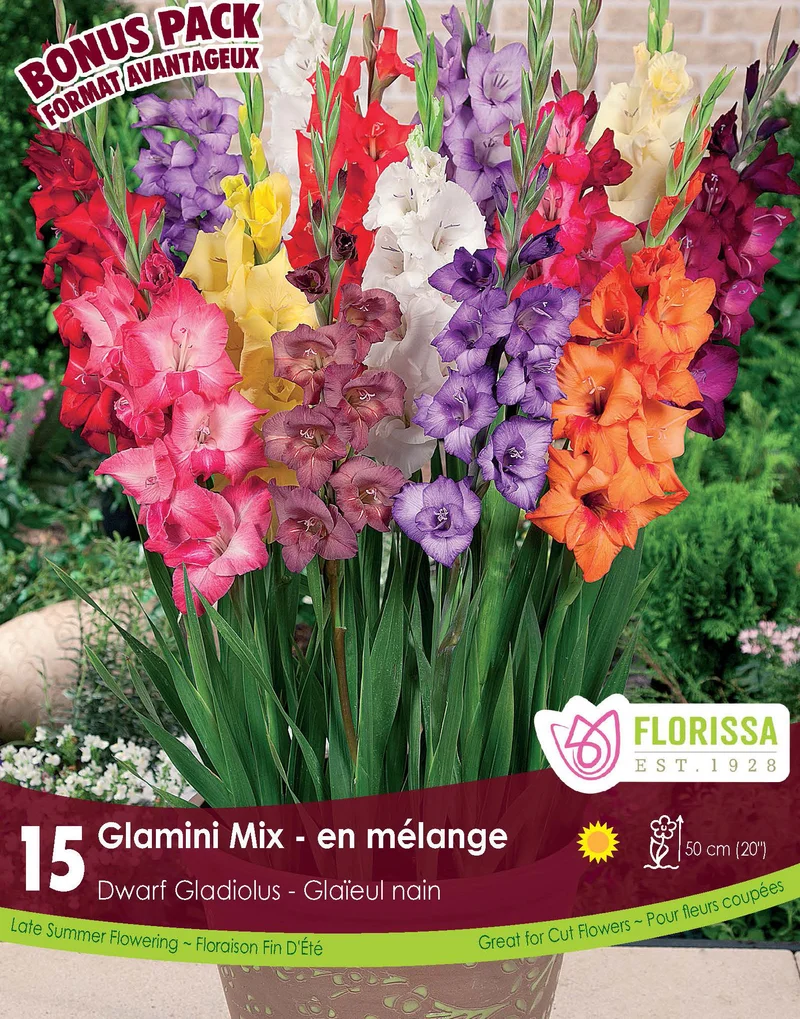 Glaïeul ‘Glamini Mix’ ( Gladiolus )