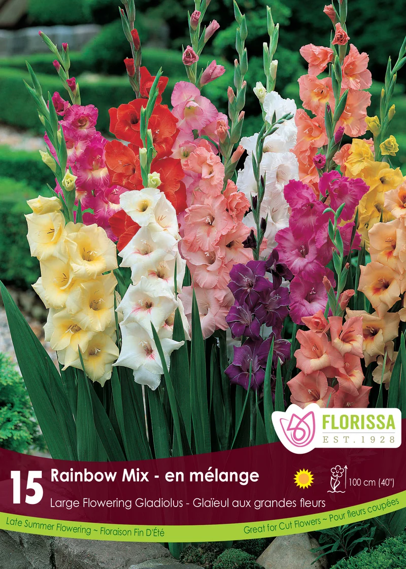 Glaïeul ‘Rainbow’ ( Gladiolus )