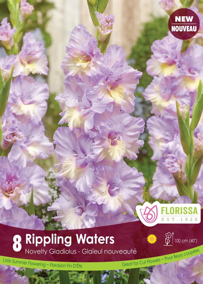 Glaïeul ‘Rippling Waters’ ( Gladiolus × hortulanus )