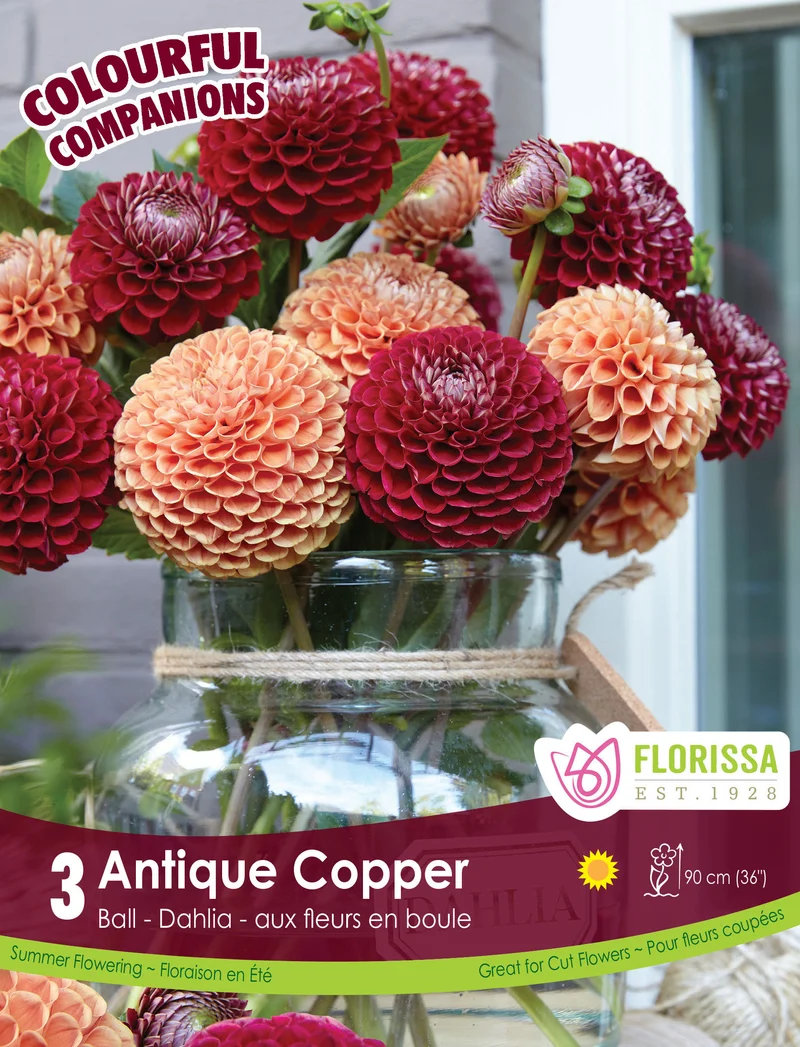 Dahlia ‘Antique Copper’ ( Dahlia )