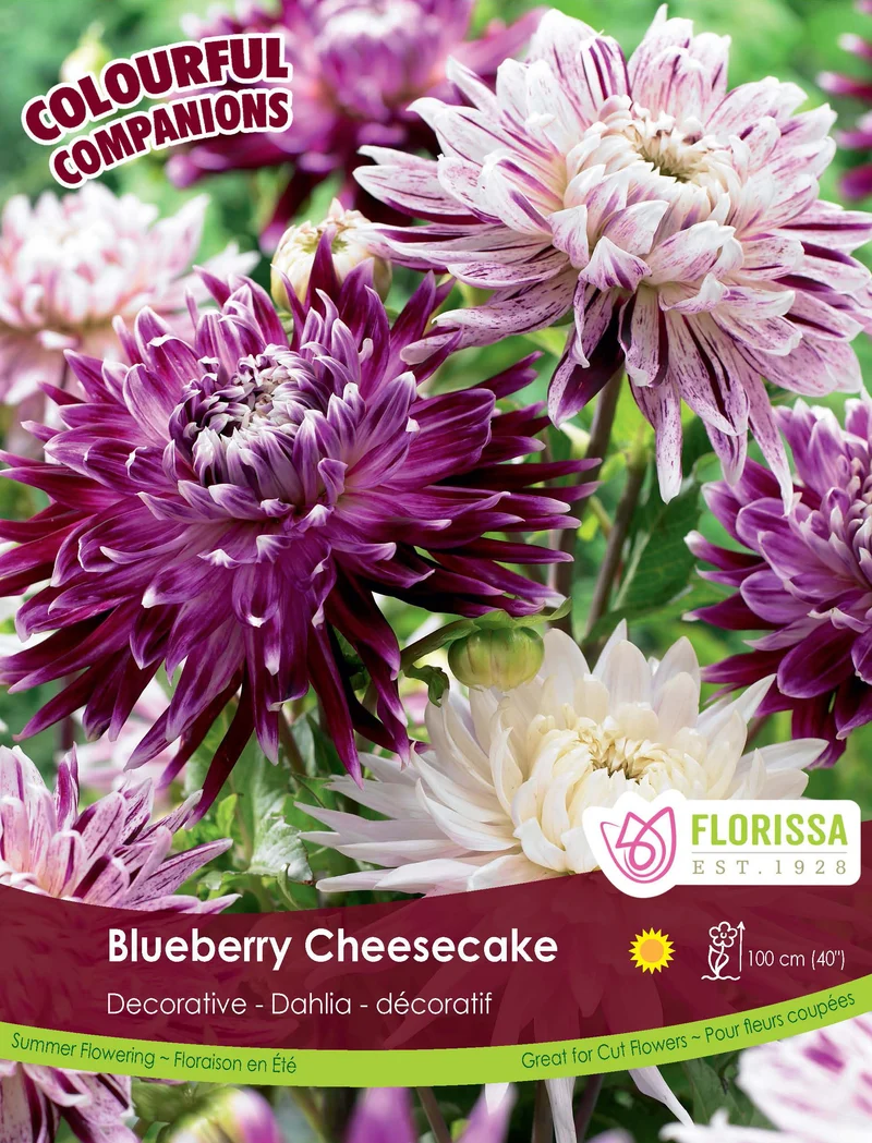 Dahlia ‘Blueberry Cheesecake’ ( Dahlia )