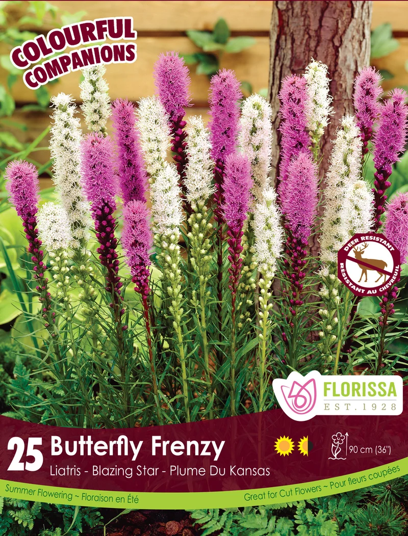 Liatris ‘Butterfly Frenzy’ ( Liatris )