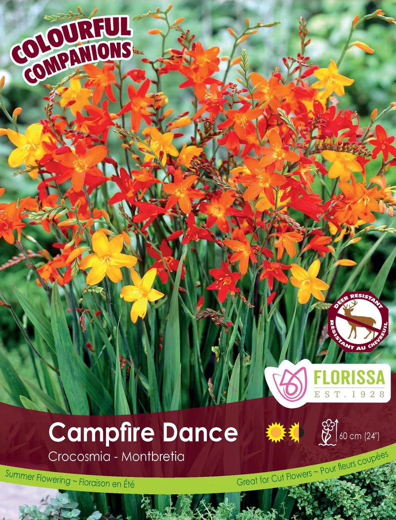 Crocosmia ‘Campfire Dance’ ( Crocosmia × crocosmiiflora )