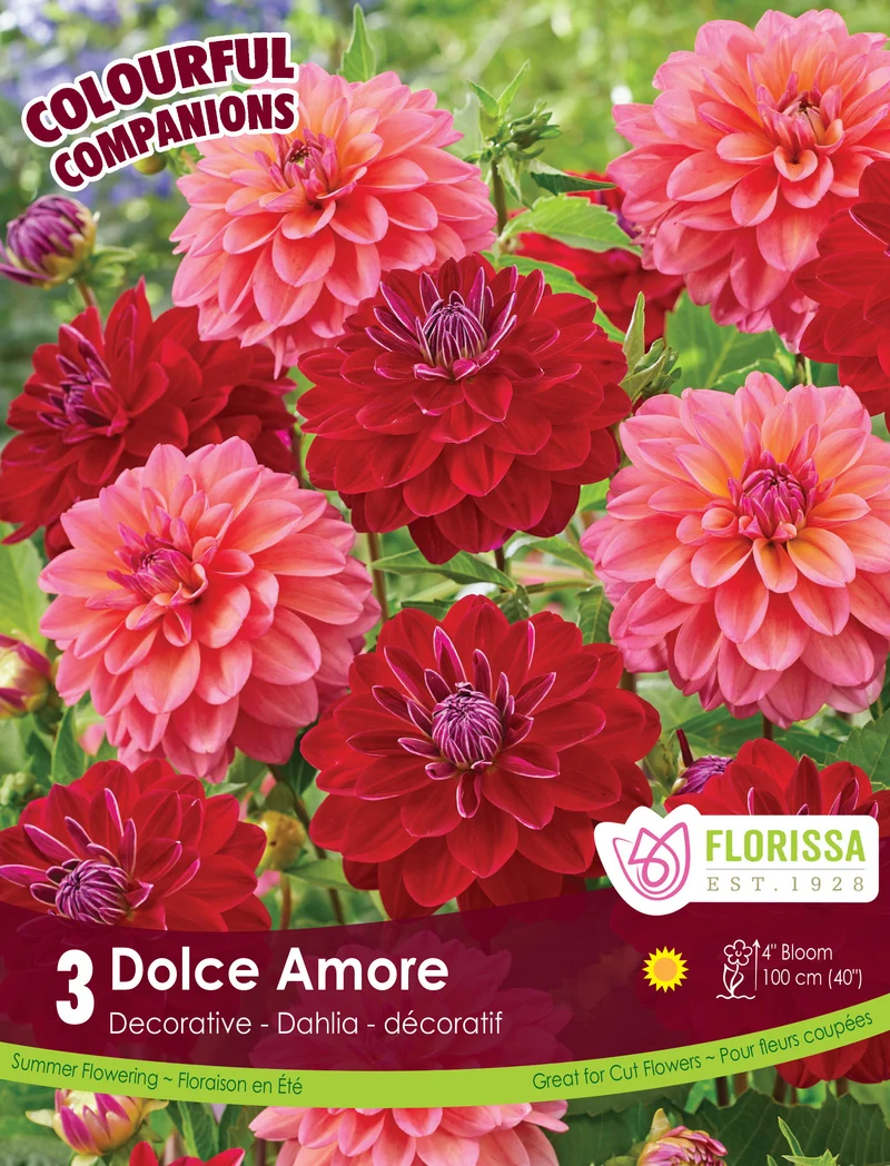 Composition de dahlias ‘Dolce Amore’ ( Dahlia Mix)