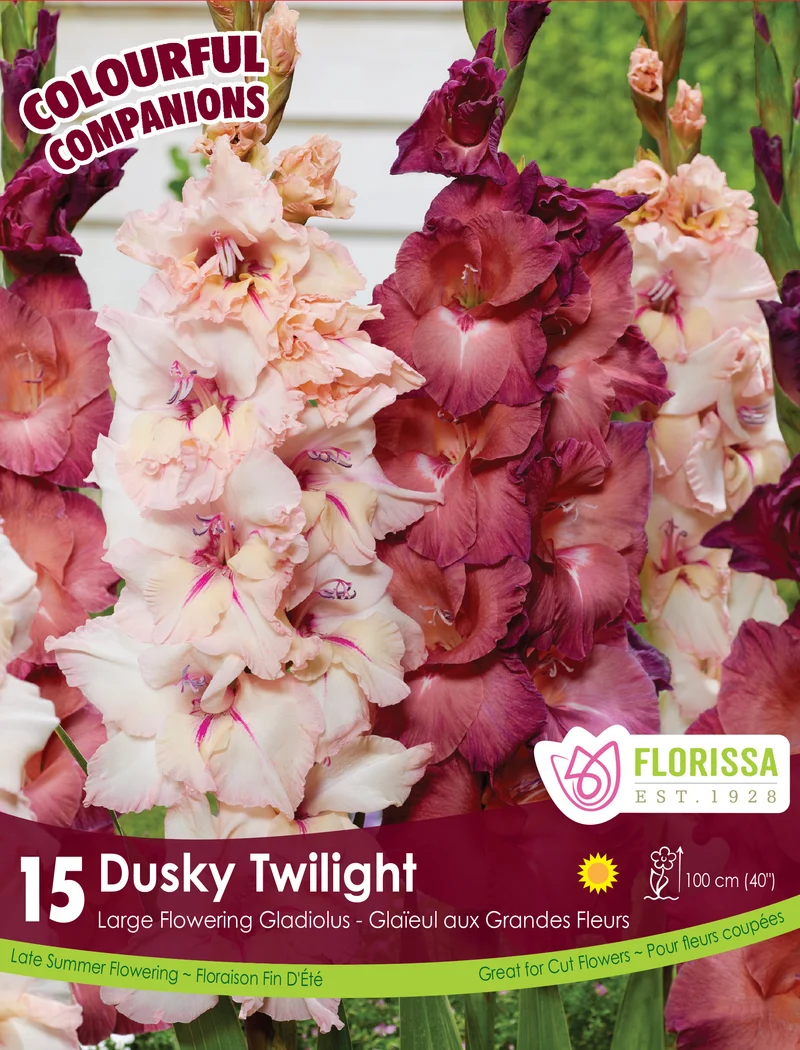 Glaïeul ‘Dusky Twilight’ ( Gladiolus )
