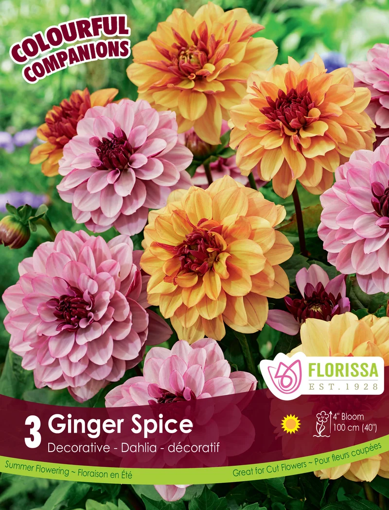 Harmonie ‘Ginger Spice’ ( Dahlia )