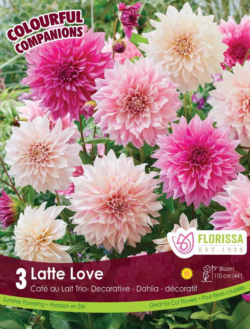 Harmonie ‘Latte Love’ ( Dahlia )