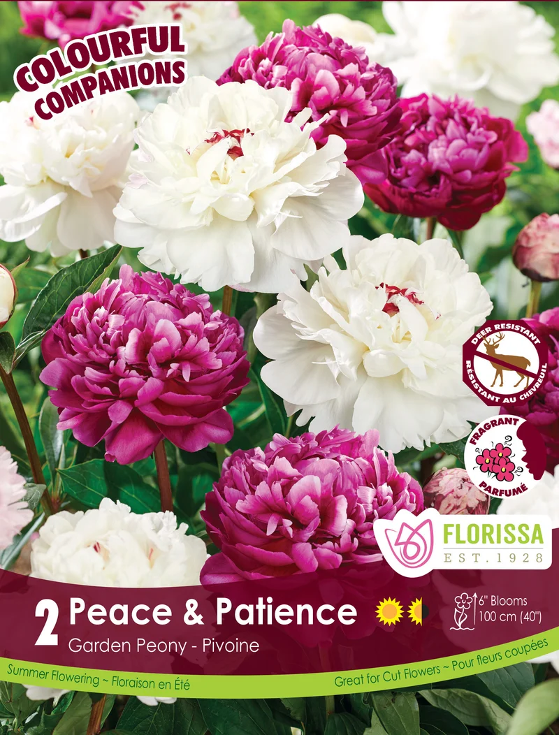 Harmonie ‘Peace & Patience’ ( Paeonia lactiflora )