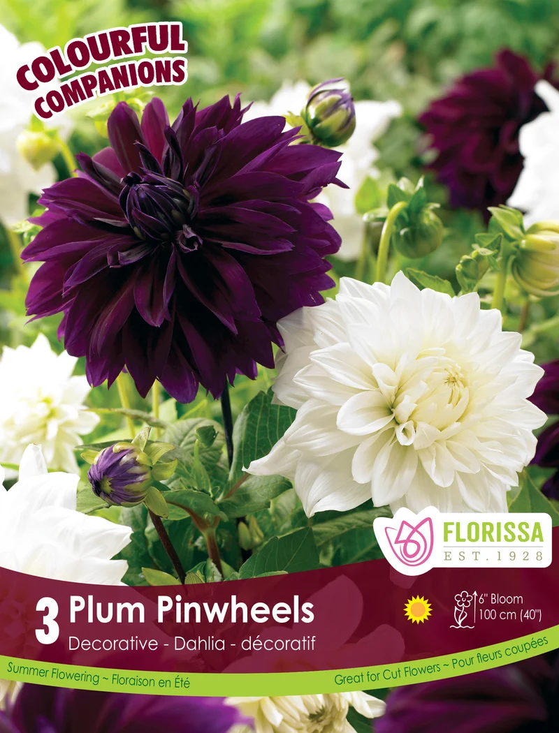 Harmonie ‘Plum Pinwheels’ ( Dahlia )