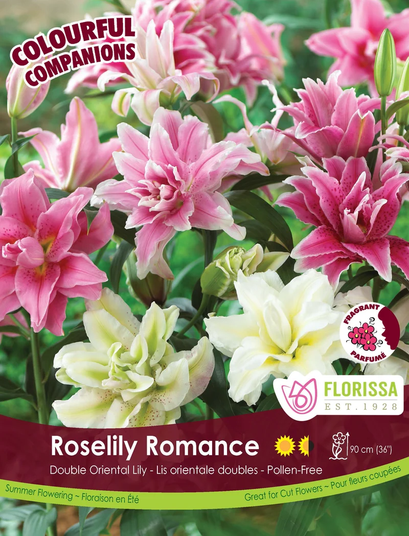 Harmonie ‘Roselily Romance Mix’ ( Lilium )