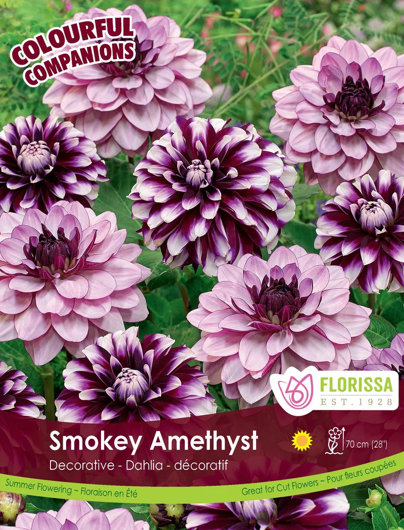 Mélange de dahlias ‘Smokey Amethyst’ ( Dahlia )