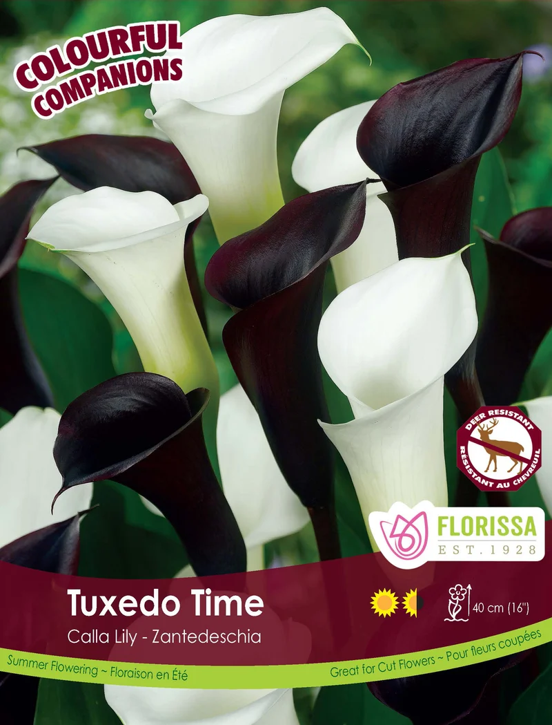Harmonie ‘Tuxedo Time’ ( Zantedeschia , mélange)