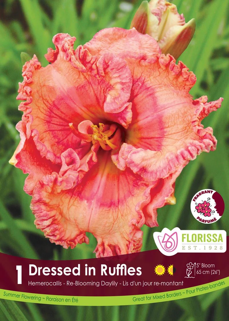 Hémérocalle ‘Dressed in Ruffles’ ( Hemerocallis )