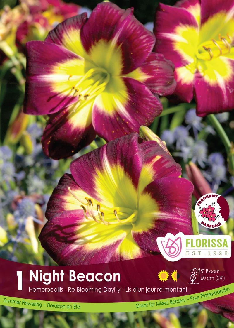Hémérocalle ‘Night Beacon’ ( Hemerocallis )