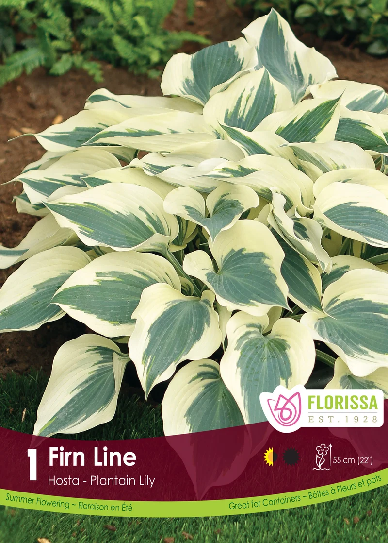 Hosta ‘Firn Line’ ( Hosta )