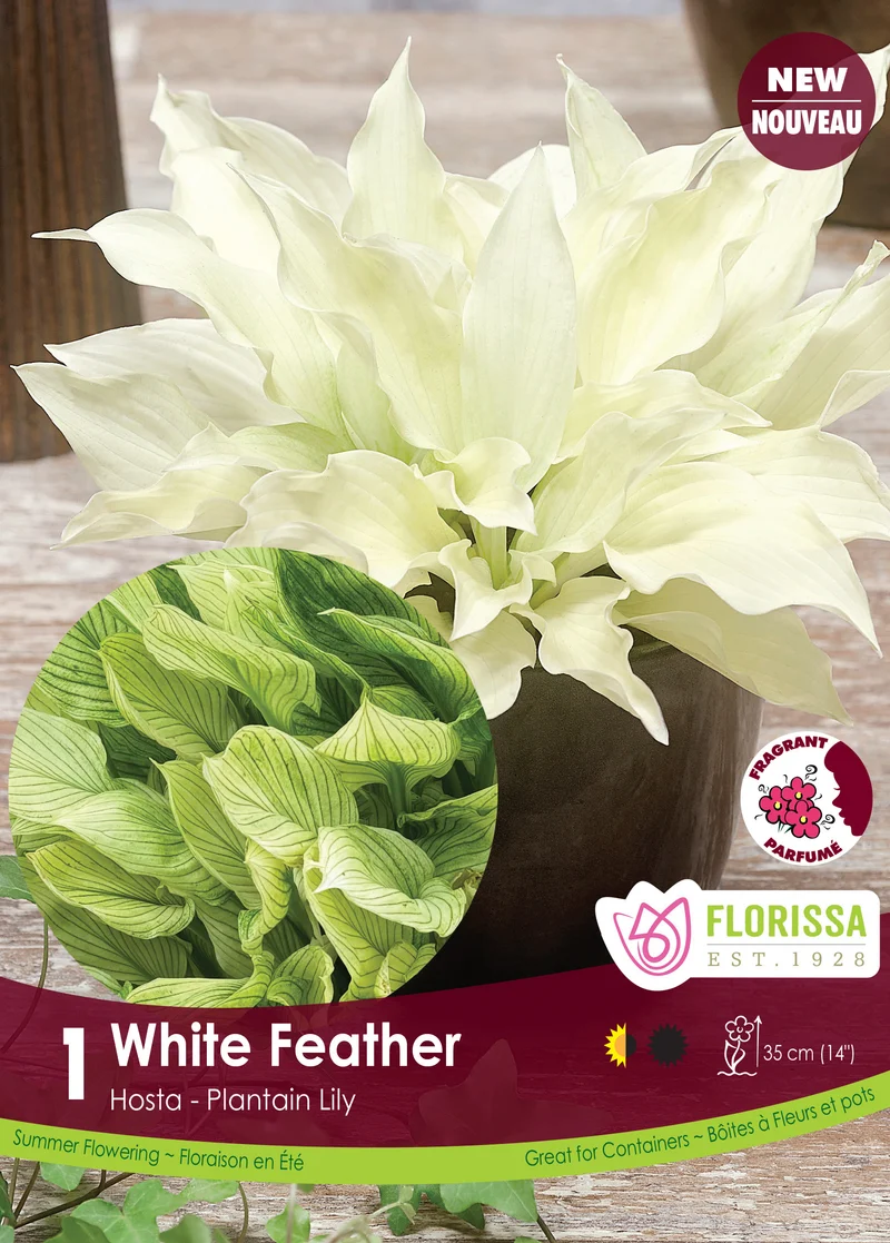 Hosta ‘White Feather’ ( Hosta )