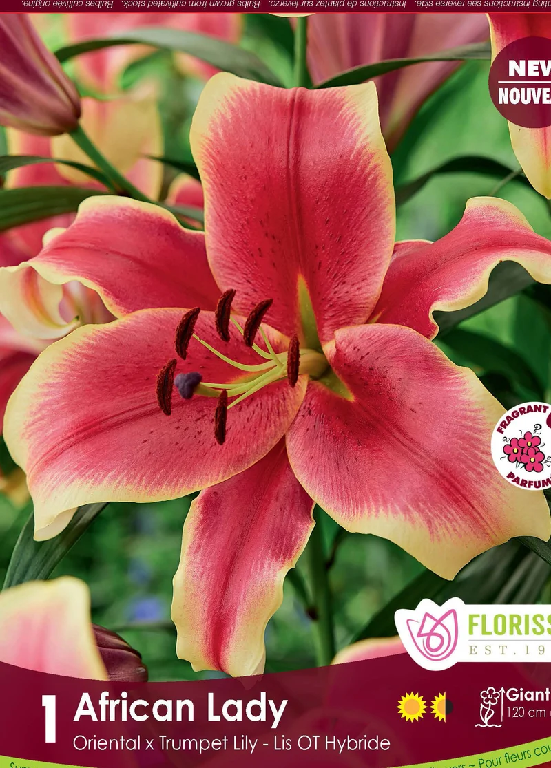Lis ‘African Lady’ ( Lilium )
