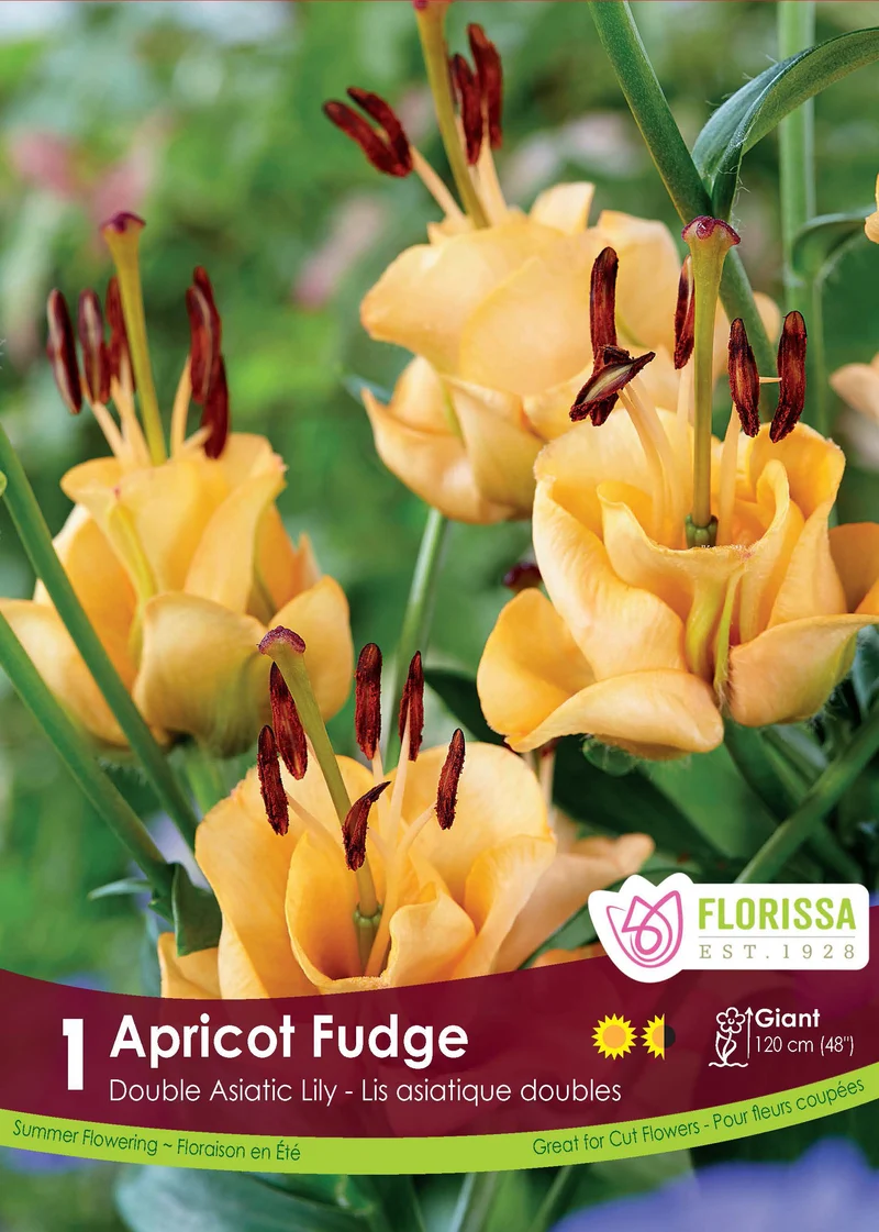 Lis ‘Apricot Fudge’ ( Lilium )